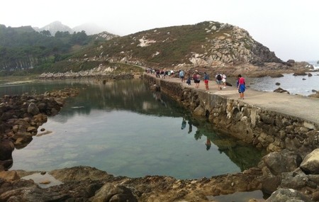 lagocies