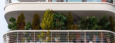 Tres árboles que puedes cultivar en un balcón aunque tengas poco espacio: son resistentes, fáciles de cuidar y bonitos 