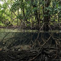 Al arrancar de raíz estos árboles que crecen con sus raíces en agua salada, países enteros han liberado lo que el lodo había retenido durante siglos