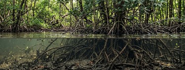 Al arrancar de raíz estos árboles que crecen con sus raíces en agua salada, países enteros han liberado lo que el lodo había retenido durante siglos