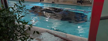 A ver cómo se lo explicas al seguro: un auto terminó en la alberca de un gimnasio