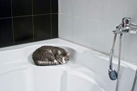 ¿Es necesario bañar a un gato o no? ¿Qué dice la ciencia?