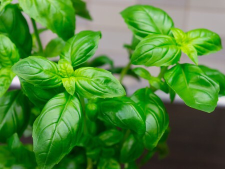 Albahaca