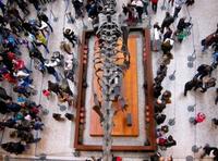 Visita al Museo de Historia Natural en Londres, ideal para niños