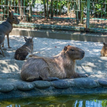 Acuario Michin lanza boletos en 99 pesos para vacaciones de verano. Lánzate con tu familia a convivir con capibaras