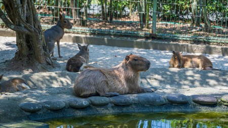 Acuario Michin lanza boletos en 99 pesos para vacaciones de verano. Lánzate con tu familia a convivir con capibaras