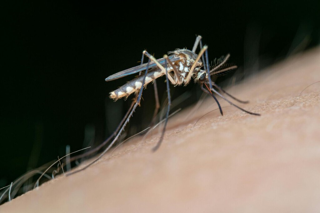 Dile adiós a los mosquitos con esto: aprende el truco del papel higiénico 