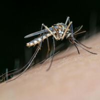 Dile adiós a los mosquitos con esto: aprende el truco del papel higiénico 