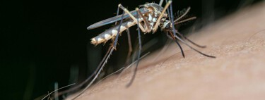 Dile adiós a los mosquitos con esto: aprende el truco del papel higiénico 