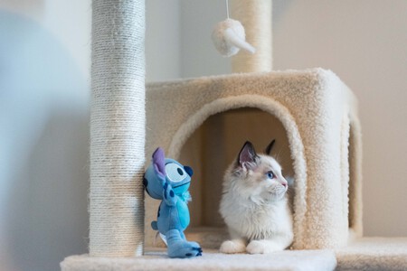 Gato Rascadores 2
