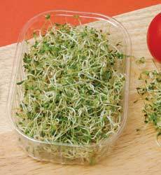 Come vida: come germinados