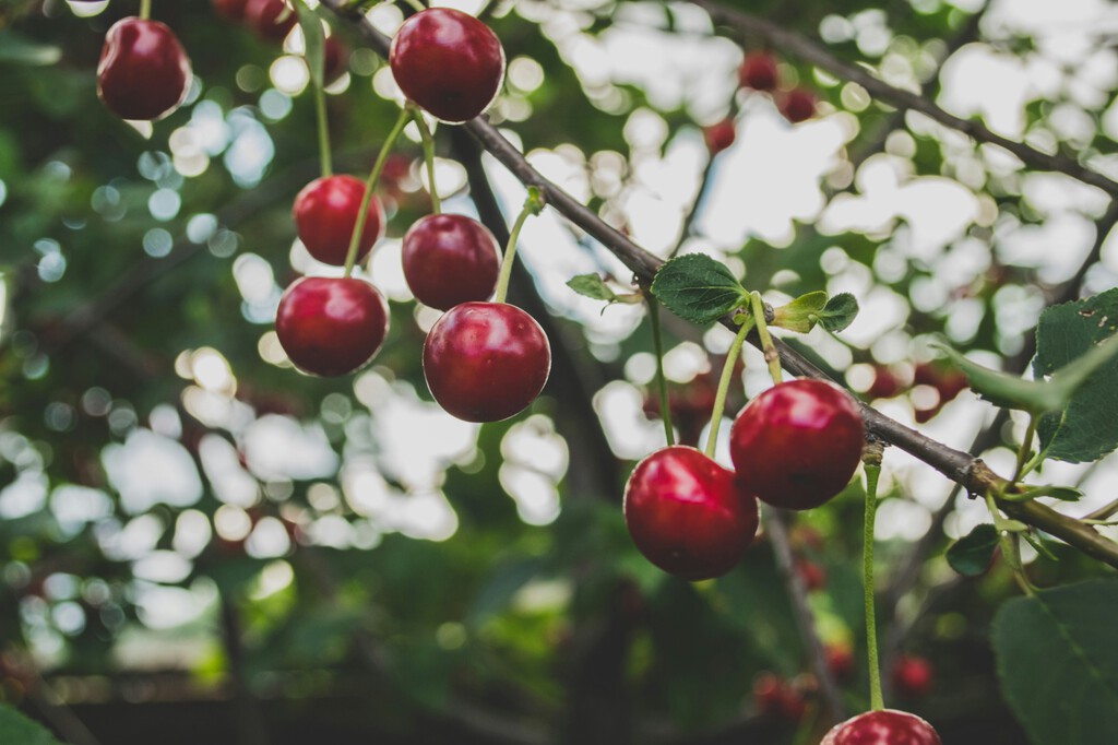 Cómo hay que plantar los huesos de cereza: así puedes conseguir tu propio cerezo en casa 