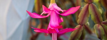 Así puedes conseguir una floración espectacular en tu cactus de Navidad: estos son los mejores trucos 