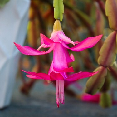 Así puedes conseguir una floración espectacular en tu cactus de Navidad: estos son los mejores trucos 
