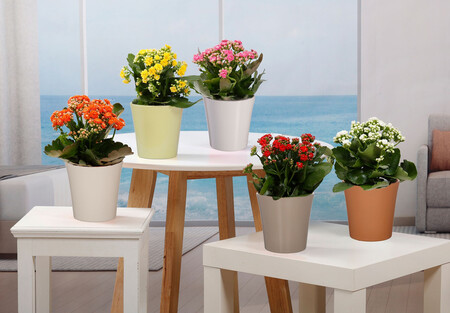 Kalanchoe