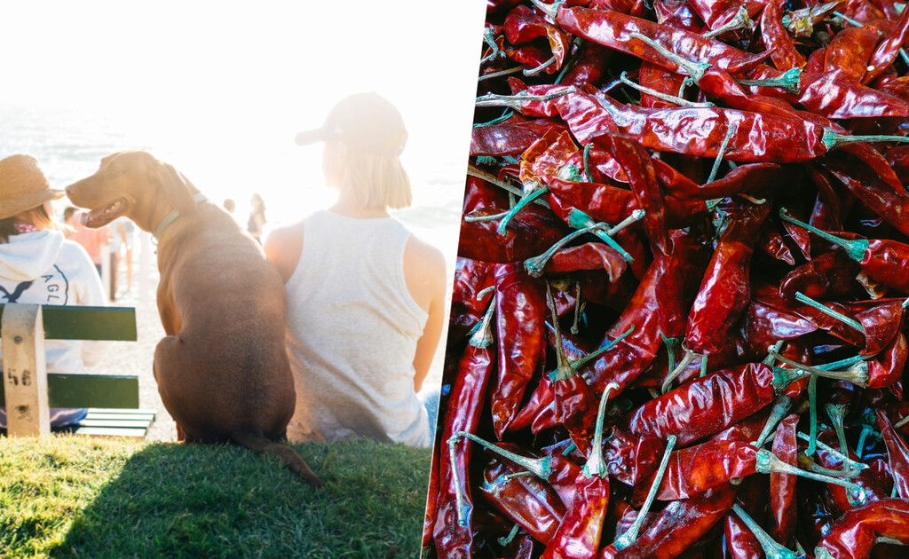 Algunos de los países más calurosos son los que más gusto tienen por el picante. Tiene todo el sentido del mundo