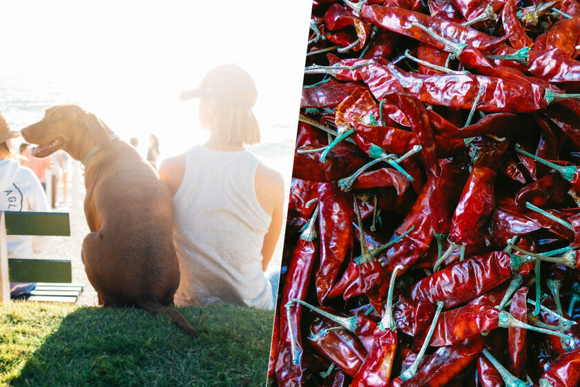 Algunos de los países más calurosos son los que más gusto tienen por el picante. Tiene todo el sentido del mundo