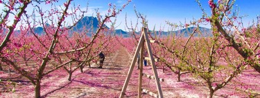 Disfruta de la floración de Cieza en todo su esplendor
