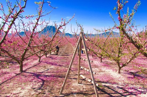 Disfruta de la floración de Cieza en todo su esplendor