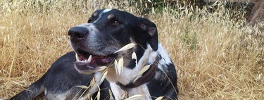 ¿Cómo saber qué mezcla de razas tiene mi perro mestizo? 