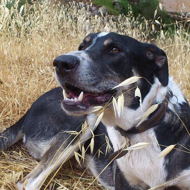 ¿Cómo saber qué mezcla de razas tiene mi perro mestizo? 