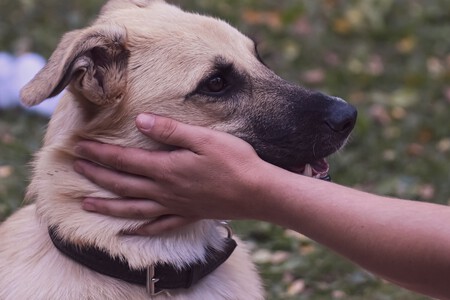 Pet Pause Control Caricias