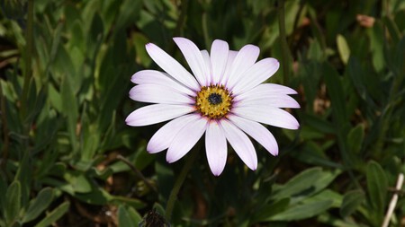 Aster Lila