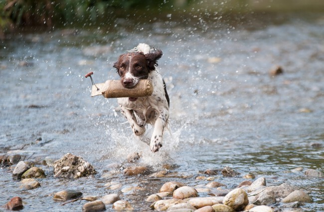 Water Run Dog Wildlife Mud Mammal