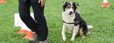 El Rally-O, el deporte divertido para perros que no necesita ser un 'profesional' de la competición