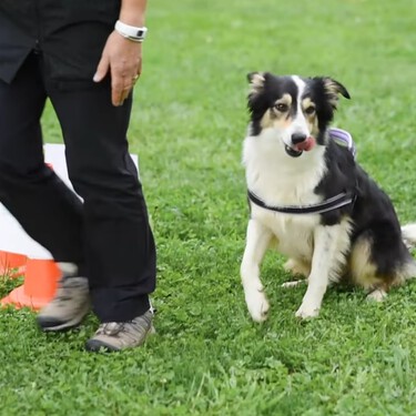 El Rally-O, el deporte divertido para perros que no necesita ser un 'profesional' de la competición