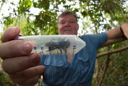 38 años después, reaparece en Indonesia la abeja más grande del mundo: la Megachile Plutón
