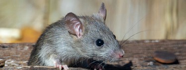 Cómo mantener a las ratas alejadas de tu casa con azúcar y bicarbonato: el método casero más sencillo 