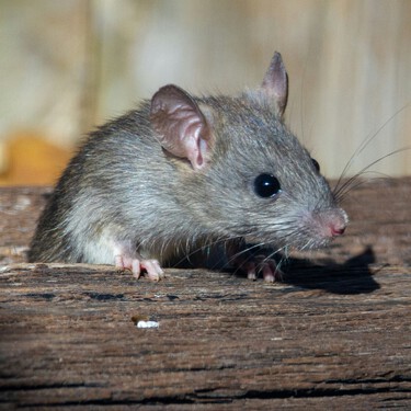 Cómo mantener a las ratas alejadas de tu casa con azúcar y bicarbonato: el método casero más sencillo 