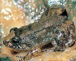Nyctibatrachus minimus, una rana de un centímetro descubierta en la India