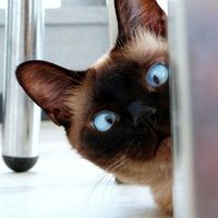 El humor  para vencer a la ansiedad del confinamiento si teletrabajas (o no)