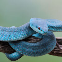 "Peor que una serpiente de cascabel": tiene ojos rojos, es azul y solo pesa 60 gramos. Así es la víbora isleña de labios blancos 
