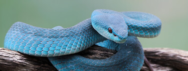 "Peor que una serpiente de cascabel": tiene ojos rojos, es azul y solo pesa 60 gramos. Así es la víbora isleña de labios blancos