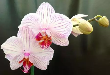 Orquídeas: cuidados esenciales y dónde colocarlas