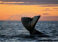 Los mejores lugares del mundo para avistar ballenas 