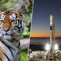 Conservação de espécies ameaçadas de extinção sempre foi um desafio, mas agora vamos monitorá-las do espaço 