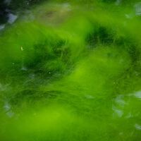 Uma simples alga que reage à luz rendeu aos seus descobridores o Prêmio Nobel de Medicina 