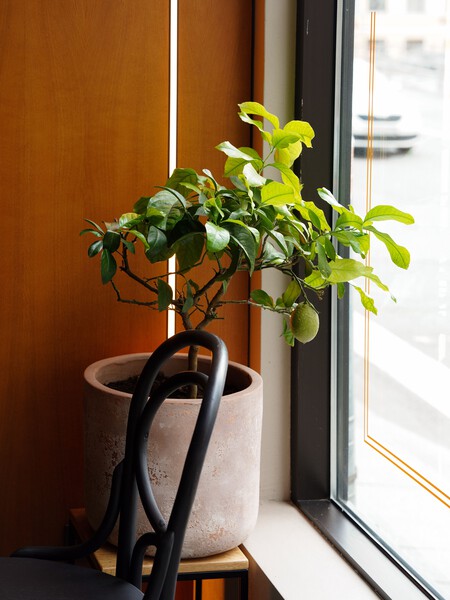 3 sencillos pasos para cultivar un limonero con una semilla ideal para espacios pequeños