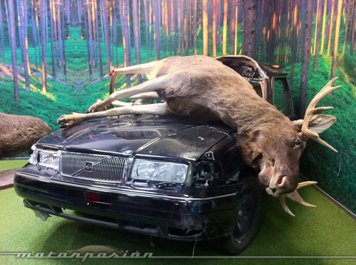 Si se te cruza un animal en plena autopista, piensa si merece la pena esquivarlo