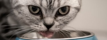 ¿Es tu gato muy quisquilloso al comer del plato? El porqué está en sus bigotes 