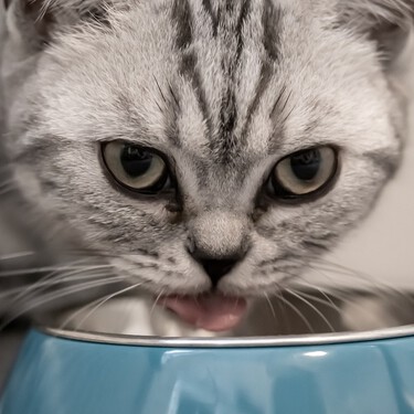¿Es tu gato muy quisquilloso al comer del plato? El porqué está en sus bigotes 