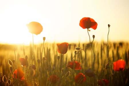 Campo Amapolas