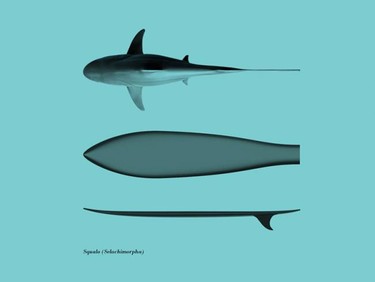 Si eres surfero, mejor que te confundan con un tiburón gracias a la tabla Surfph-o-morph