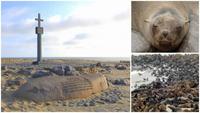 Los lobitos de Cape Cross y la Costa de los Esqueletos
