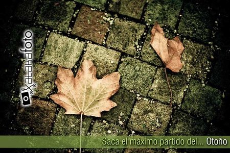 Saca el máximo partido del otoño