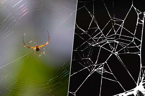 Aranhas sob efeito de drogas / Imagem: Das Morton